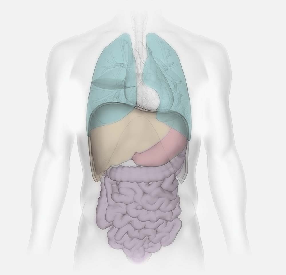 Human body graphic showing internal organs