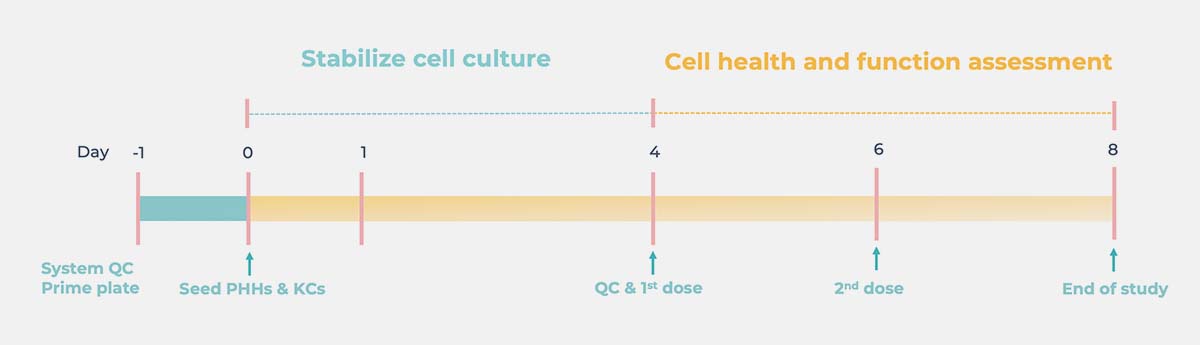 a Standard DILI cell culture timeline