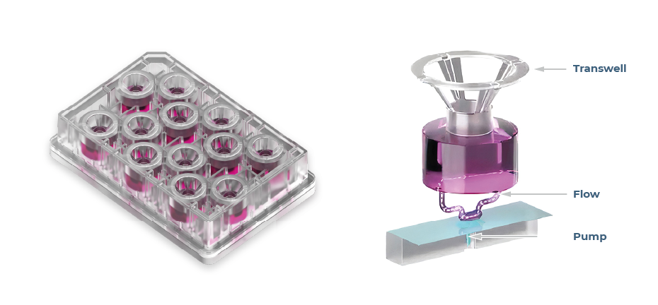 Figure 3 | organoids