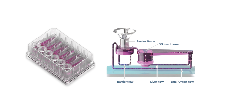 Figure 5 | organoids