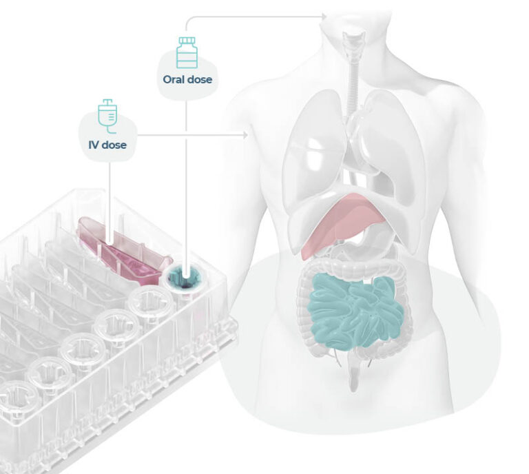 Blog | In vitro human Gut/Liver models for ADME | CN Bio