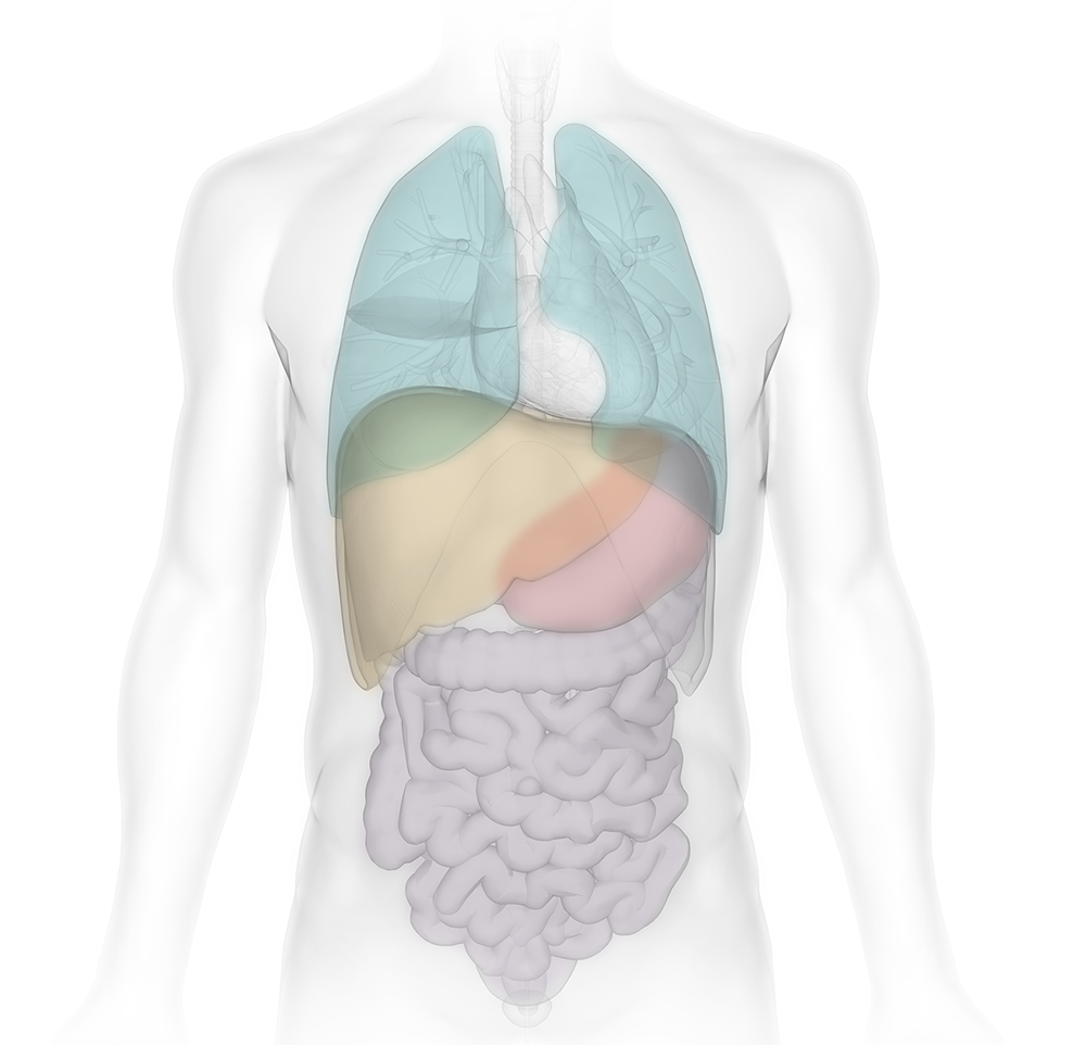 cn-bio_anoatomy_on-light