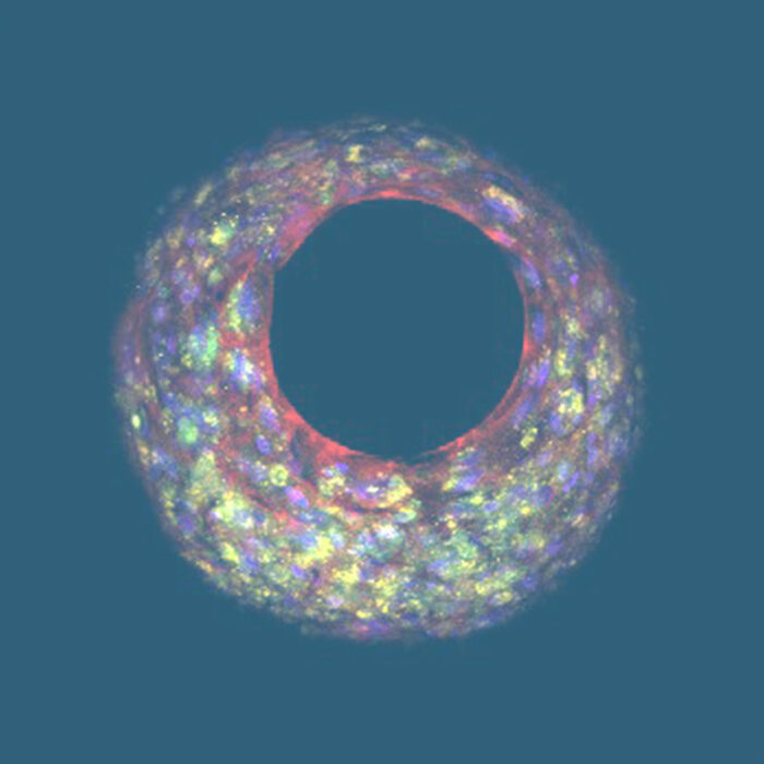 In Vitro Liver Model for Drug Development