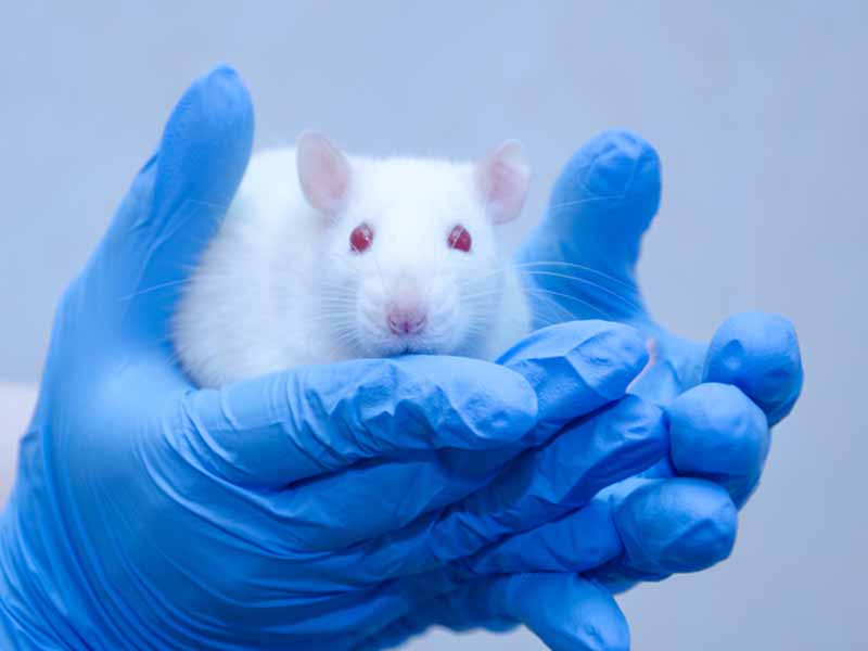 cnb1670 animal test v1 | regulatory roadmaps to reduce animal testing
