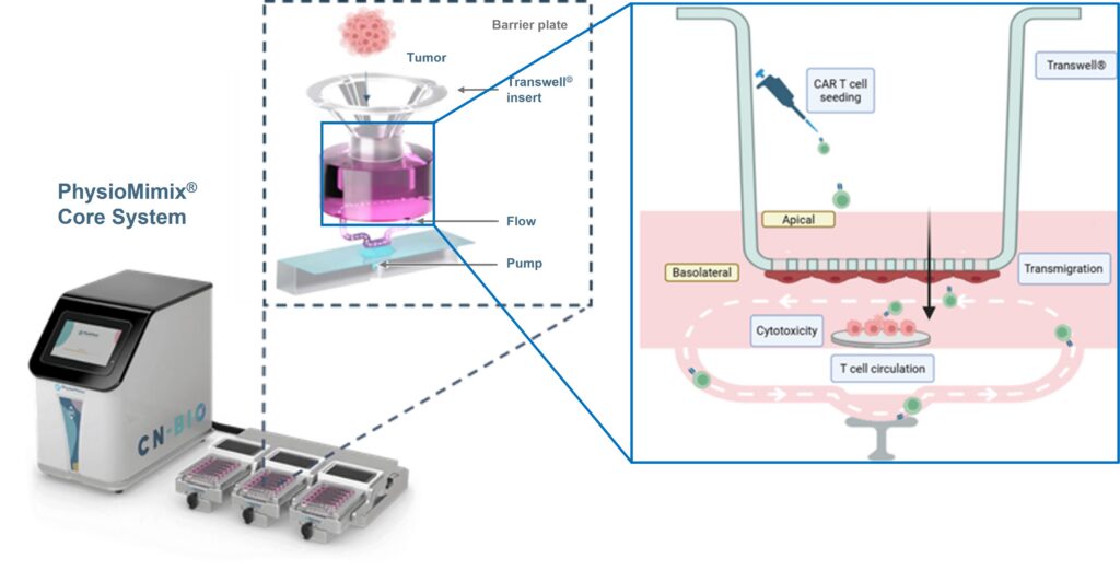 car t cell therapy development melanoma model