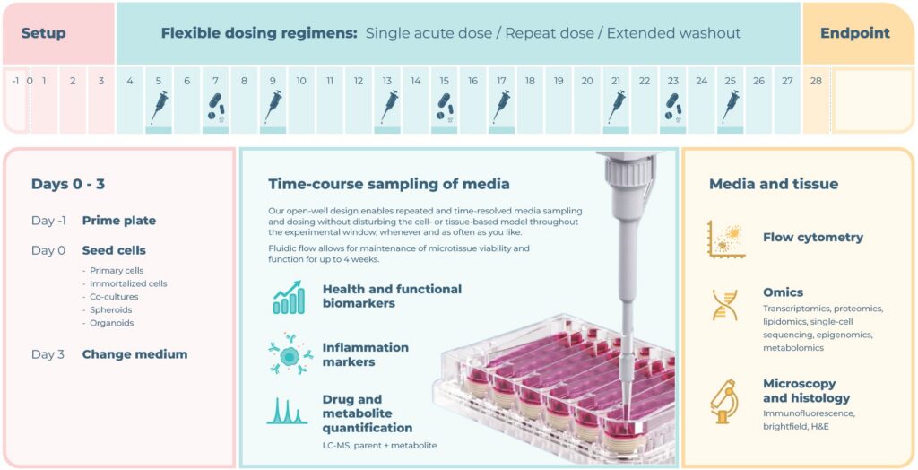 Timeline of a 28-day organ-on-a-chip study showing plate priming, cell seeding, medium change at day three, repeated media sampling during dosing, and end-point collection of media and tissue for flow cytometry, omics, microscopy, and histology.